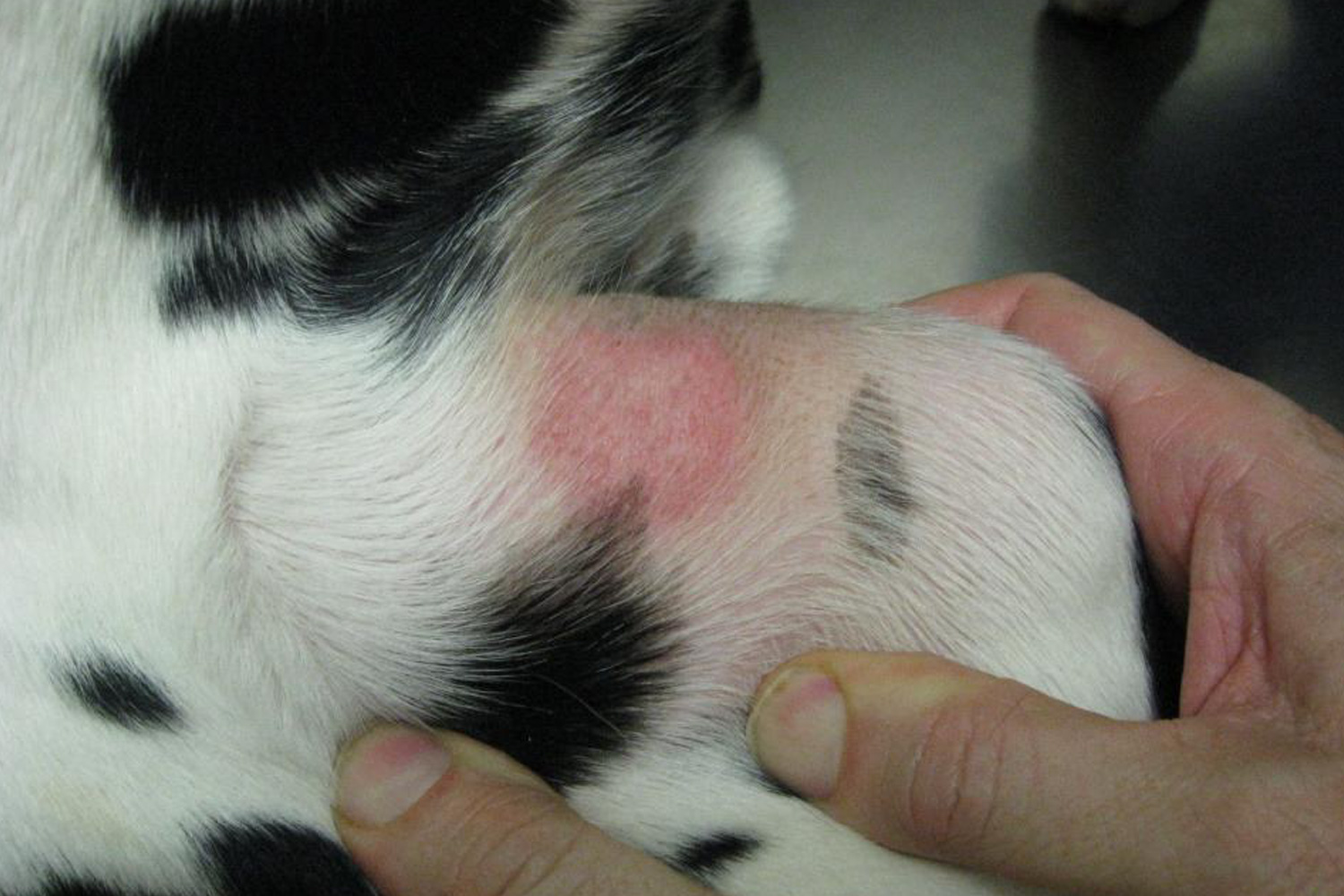 Acute Moist Dermatitis, “Hotspot” Treatment - Vetgold Pets